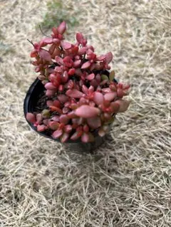 紅稚児　抜き苗　紅葉