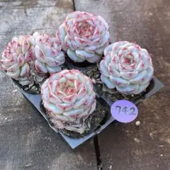 ちぃ様 リクエスト 3点 まとめ商品