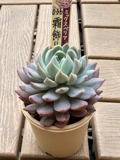 2026年最新】ミックスベリア 円の人気アイテム - メルカリ