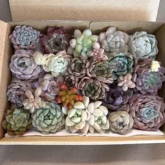 ⭐️在庫SALE⭐️ 多肉植物　エケベリア　韓国苗　セダムカット苗　詰め合わせセット