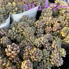 2026年最新】ロウルサンコの人気アイテム - メルカリ