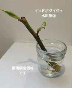 菀榕様 リクエスト 2点 まとめ商品