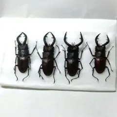 2026年最新】ノコギリクワガタ標本の人気アイテム - メルカリ