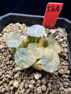 60a 多肉植物 ハオルチア オーロラ万象錦糊斑 自家繁殖 鉢植え発送