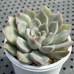 多肉植物　エケベリア ピアレス×アルビカンス