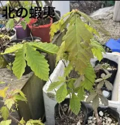 チシマザクラ　素掘り苗　3　一桁値下げしますのでコメントください チシマザクラ 素掘り苗 3 一桁値下げしますのでコメントください