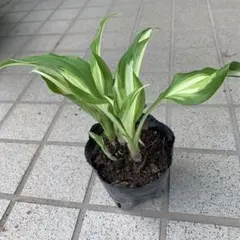 あすとろ様 リクエスト 2点 まとめ商品