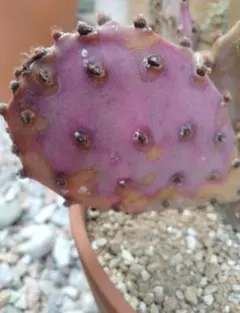 輸入苗 opuntia camanchica オプンチア サボテン 多肉植物 - メルカリ