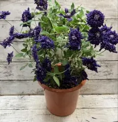 ママチョコ様 リクエスト 3点 まとめ商品