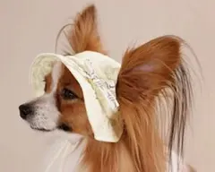 2026 CRAZYBOO 春夏コレクション クレイジーブー　帽子　犬服のサムネイル