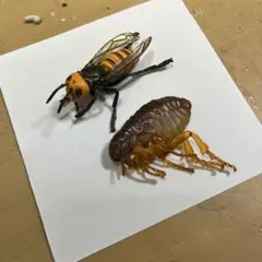 かっこいい虫2匹セット