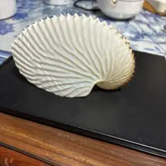 アオイガイ　タコブネ　特大　美品 アオイガイ タコブネ 特大 - メルカリ