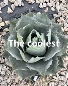 2026年最新】アガベオルカの人気アイテム - メルカリ