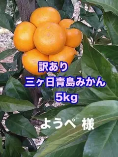 ★ようぺ様★訳あり三ヶ日青島みかん 5kg
