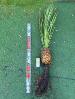 大特価奉仕品‼️Yucca Elata 地植え株 強 耐熱 耐寒 プロフ必読！㉑