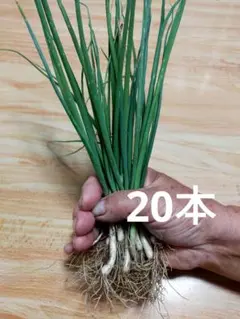 2026年最新】長ネギ苗の人気アイテム - メルカリ