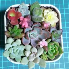 とりのとりこ♪プロフ必読様 リクエスト 2点 まとめ商品