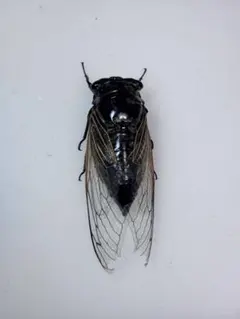 ペルー産 ツノゼミ 標本 2匹 - メルカリ