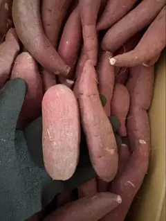 大人気商品復活！　大容量　甘〜い　九州産　紅はるか　10kg さつまいも　蜜芋