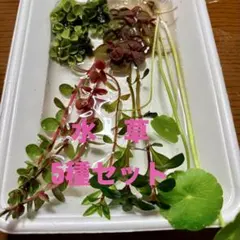 수생식물 5종 세트, 흙심기 3종, 떠다니는 풀 2종, 비오톱, 네코포스 초보자용 배송