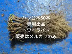 バラ台木 50本 専用出品