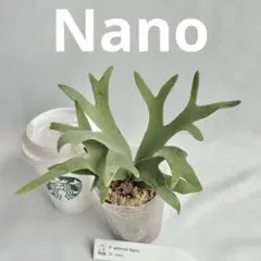 ダイチグループ様 リクエスト 2点 まとめ商品