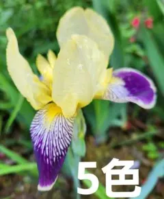 ジャーマンアイリス 5芽セット 深い紫 - メルカリ