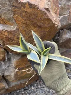 2026年最新】アガベ 子株 セットの人気アイテム - メルカリ