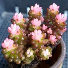 【新春錦Sale】レッドベリー錦２苗⑪★抜き苗★セダム★多肉★多肉植物★寄せ植え