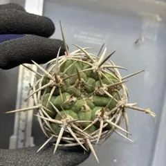 アレックス様 リクエスト 2点 まとめ商品