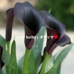 ゆーりん様 リクエスト 6点 まとめ商品