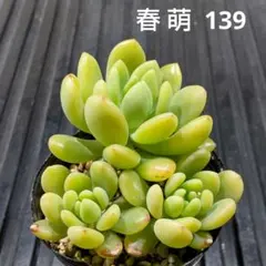 春萌 139 セダム 多肉植物 抜き苗 鉢の中全部