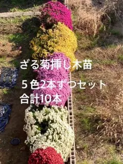 トシさま専用6月末まで　ドーム菊苗　挿し木苗　5色　1本ずつ　計5本　ざる菊苗のサムネイル