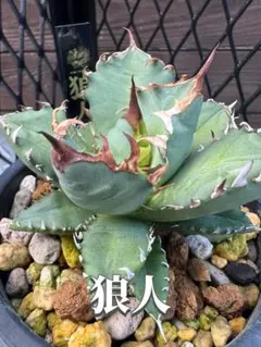 2026年最新】アガベ チタノタ 狼人の人気アイテム - メルカリ