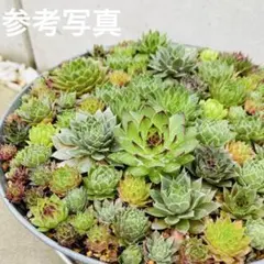 1 多肉植物　センペルビウム　多肉弁当　詰め合わせ　寄せ植え　セット