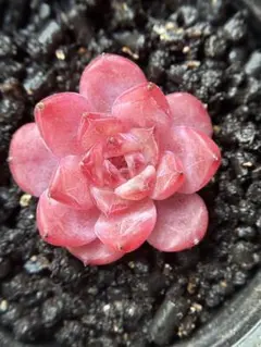 久*）様 現品　新作　多肉植物　エケベリア　ルビーのいちご大福　小苗　1株　5c