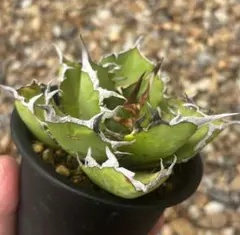 2025年最新】ライムグリーン アガベの人気アイテム - メルカリ