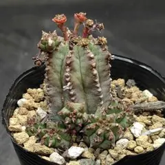 ユーフォルビア　白衣ホリダ×バリダ　ハイブリッドのサムネイル