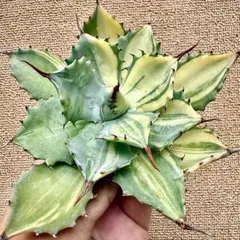 2025年最新】縞斑 アガベの人気アイテム - メルカリ