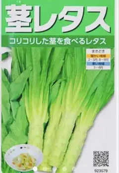茎レタス 中国紅莴笋 種 1000粒 茎レタス 中国紅莴笋 種 1000粒 m15993502118_1.jpg?1725403779
