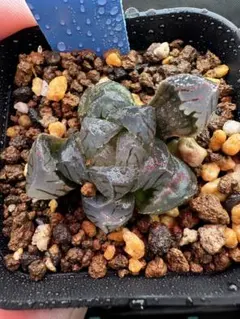 ハオルチア オブツーサ セール品 _5