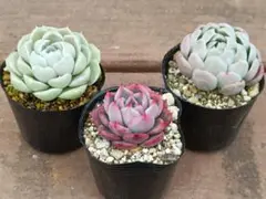 多肉植物 名前不明 3ポット 抜き苗発送