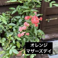 2026年春の新品種 サラマンダー 大苗 - メルカリ