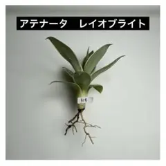 メルカリ便発送‼︎　レイオブライト　変わり斑 4株カット苗 メルカリ便発送‼︎ レイオブライト 変わり斑 4株カット苗