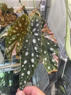 ★希少★ベゴニア マクラータ メルカリ便 発根完了 ☆希少☆ベゴニア マクラータ メルカリ便 発根完了