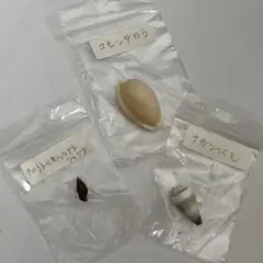貝殻