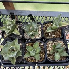 【メルカリ便】大きめチタノタ8種セット♩鉢ごと発送 ネームタグ付 2025年最新】アガベ チタノタ セットの人気アイテム - メルカリ