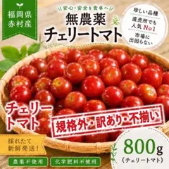 【訳あり特価】無農薬チェリートマト 約800g 不揃い 甘い 家庭用 お得のサムネイル