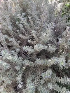 オージープランツ」の人気商品一覧 | 安い商品を通販サイトから探す