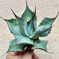 す*も様 【Lj_plants】L235アガベ パラサナ ファイヤーボール 頼光のサムネイル